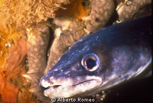 Portrait of a Conger conger, large variety of eel in Medi... by Alberto Romeo 